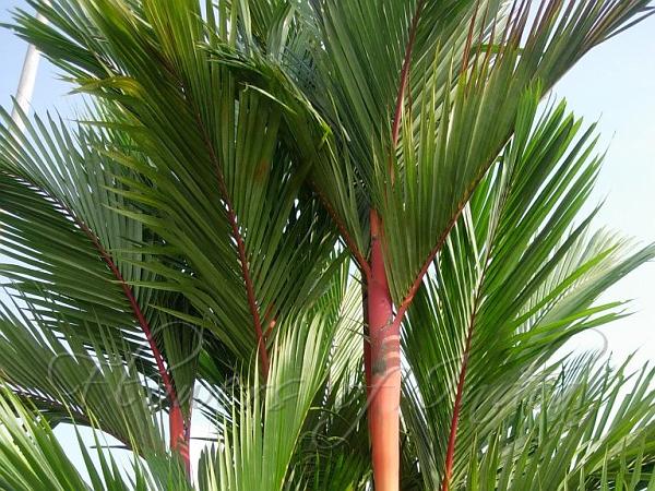 Cyrtostachys renda - Sealing Wax Palm